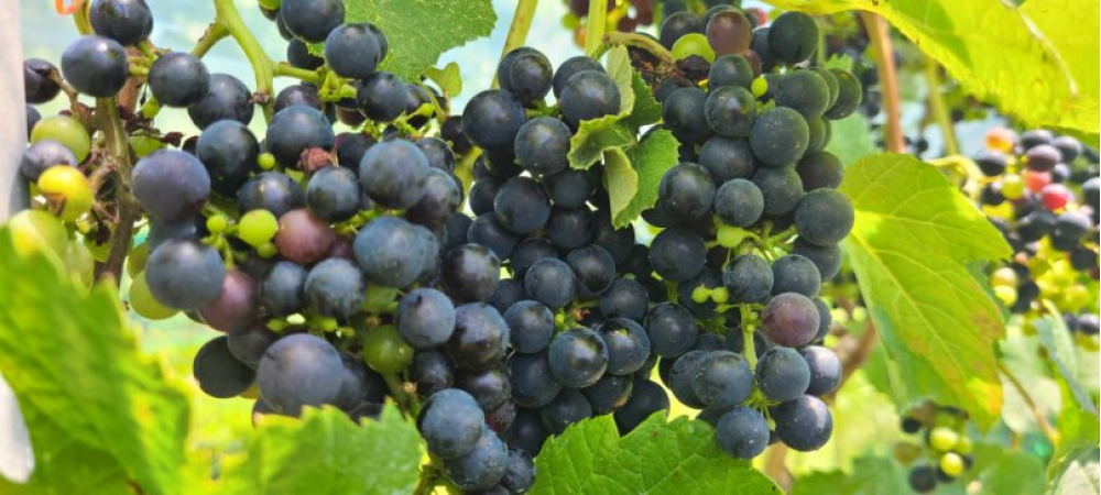 国産ワイン搾汁パウダー