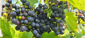 国産ワイン搾汁パウダー